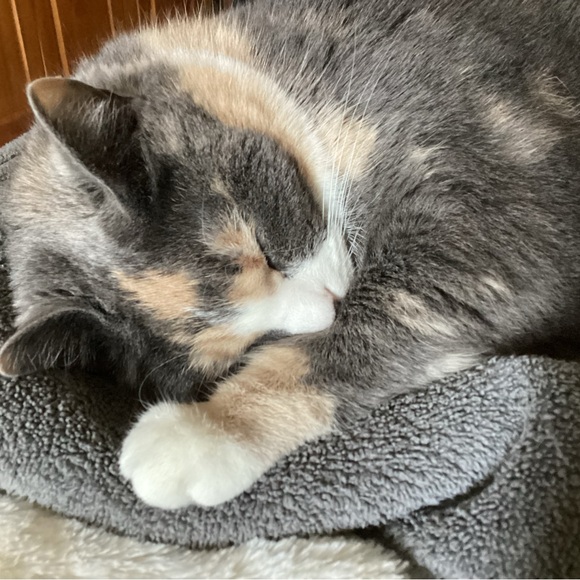 Meet your Posher, Nicolle - Picture 5 of 10